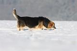 CORGI PEMBROKE 951